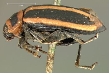 Media type: image; Entomology 18760   Aspect: habitus lateral view